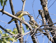 Western Kingbird